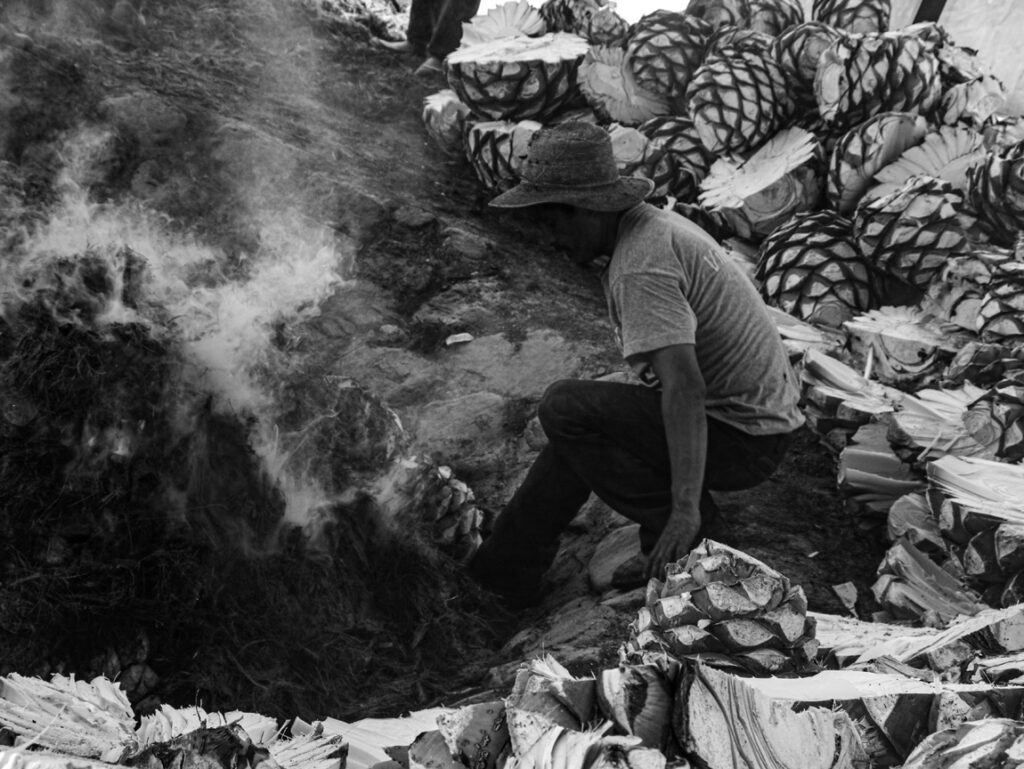 Agave process